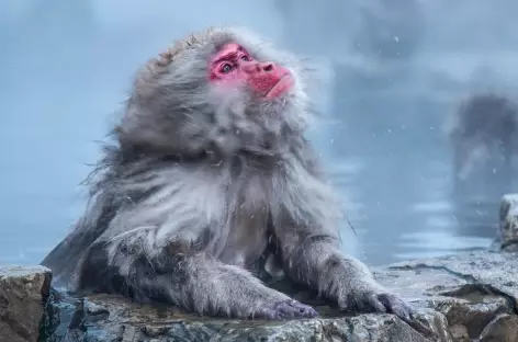 Macaques des neiges à Jigokudani, Alpes Japonaises - Japon