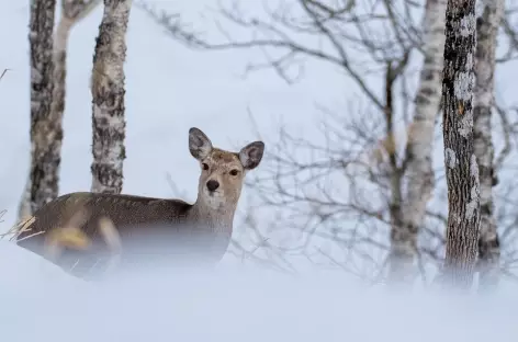 Daim, Parc national d’Akan, Hokkaido - Japon