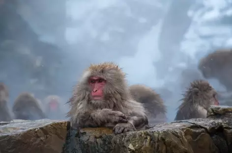 Macaques des neiges à Jigokudani, Alpes Japonaises - Japon