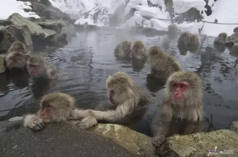 Macaques des neiges à Jigokudani, Alpes Japonaises - Japon
