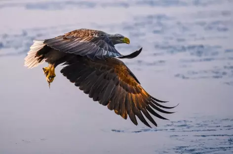 Pêche de l'aigle de Steller, Hokkaido - Japon