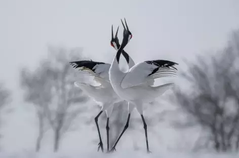 Grues du Japon, Parc national de Kushiro Shitsugen, Hokkaido - Japon