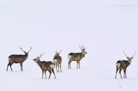 Cerfs Sika, péninsule de Notsuke, Hokkaido - Japon