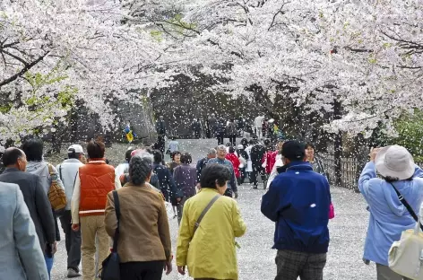 Les cerisiers en fleur - Japon