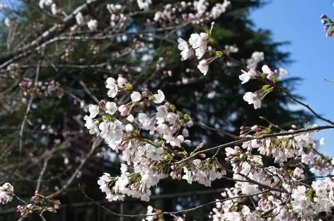 Floraison des cerisiers ou sakura - Japon