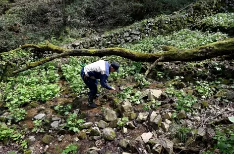 Culture du Wasabi à Hikimi - Japon