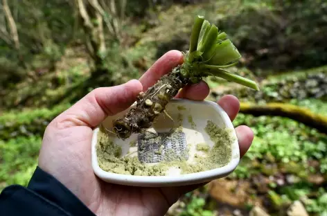 Culture du Wasabi à Hikimi - Japon