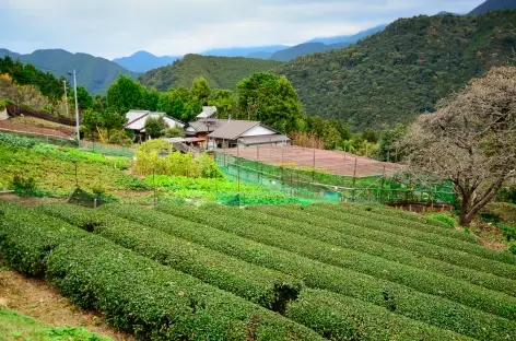 Plantations de thé sur les chemins sacrés de Kumano Kodo - Japon