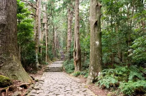 Chemin traditionnel de Daimonzaka menant à Nachi Taisha - Japon