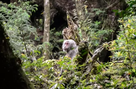 Singes yakusaru, île de Yakushima - Japon