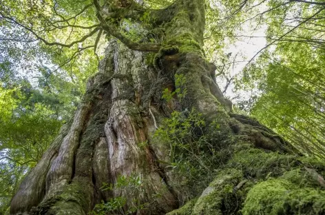 Cèdre millénaire, île de Yakushima - Japon