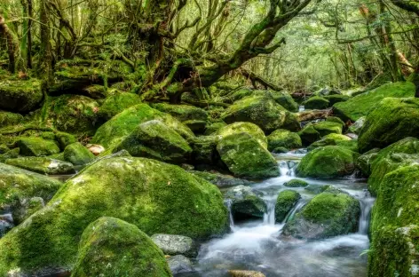 Forêts moussues de Yakushima - Japon