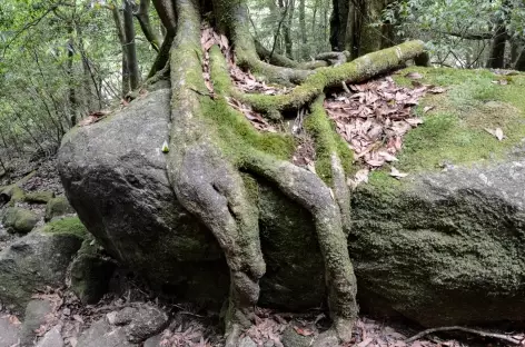 Forêts de cèdres millénaires de Yakushima - Japon