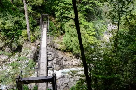 Rando dans la vallée de Shiratani Unsuikyo, île de Yakushima - Japon