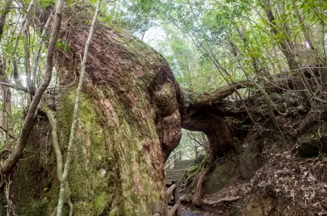Forêts de cèdres millénaires de Yakushima - Japon