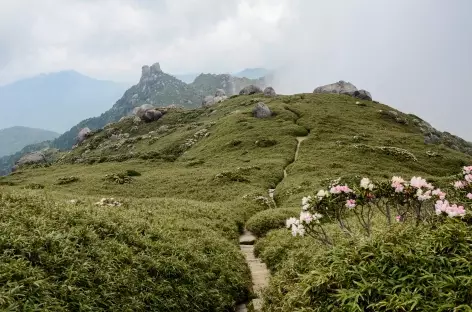 Rando sur les hauteurs de Yakushima - Japon