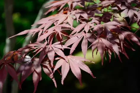 Feuillage d'érable - Japon