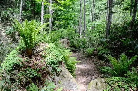 Montée en forêt vers le sommet de Chogatake (2677 m) - Japon