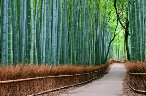 Bambouseraie d’Arashiyama, Kyoto - Japon