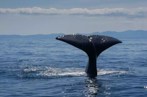 Cachalot lors de la sortie en mer vers Shiretoko, Hokkaido - Japon