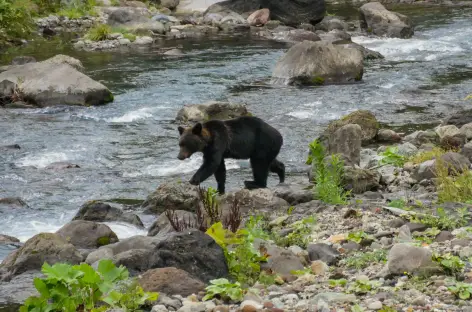 Ours brun sur la péninsule de Shiretoko, Hokkaido - Japon