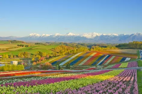 Jardins fleuris panoramiques à Biei_Hokkaido_Japon