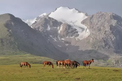 Chevaux semi-sauvages - Kirghizie