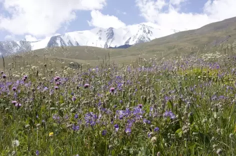 Fleurs alpines - Kirghizie
