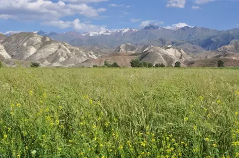 Plaine agricole - Kirghizie