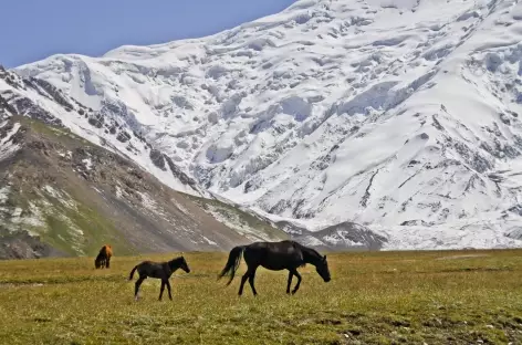 Chevaux sauvages - Kirghizie