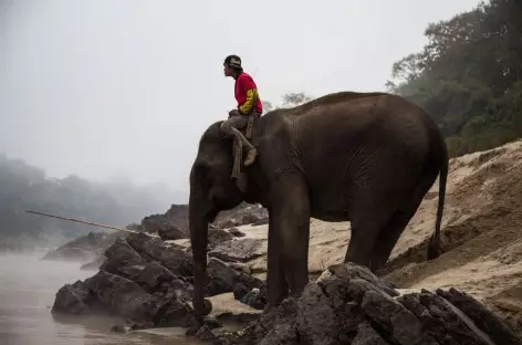 Cornac et son éléphant à Pakbeng - Laos