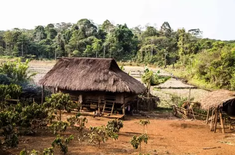 Plateau des Boloven - Laos