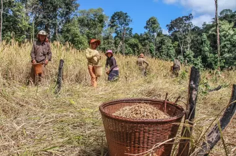 Récolte du riz dans les Ratanakiri - Cambodge