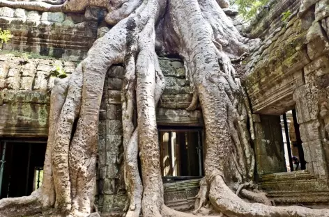 Le temple de Ta Prohm à Angkor - Cambodge