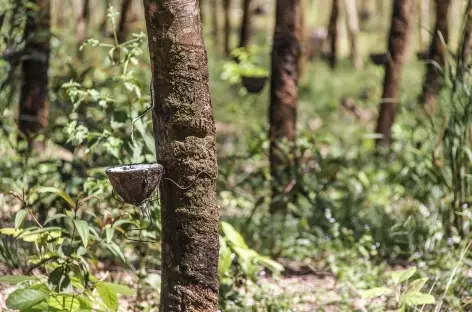 Visite d'une plantation de caoutchouc - Cambodge