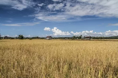 Immense rizière en pays Kachak - Cambodge