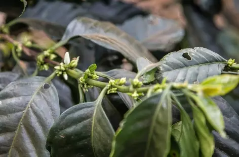 Un caféier sur le plateau des Bolovens - Laos