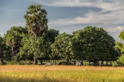 Sur l'île de Koh Trong - Cambodge