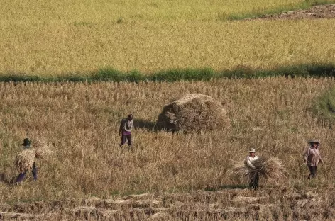 Récolte du riz entre Luang Nam Tha et Muang Khua - Laos