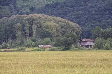 Rizières et forêt - Laos