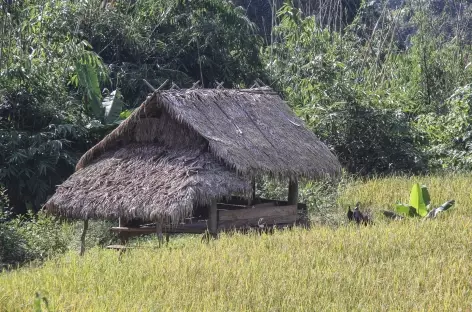 Dernier jour de marche en pays Akha - Laos