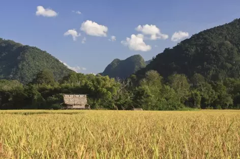 Paysage de rizières entre Luang Nam Tha et Muang Khua - Laos