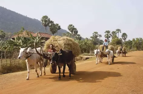 Chars à boeufs cambodgiens