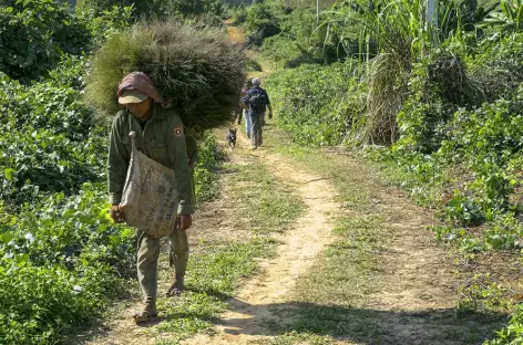 Marche vers les chutes de Kuang Si - Laos