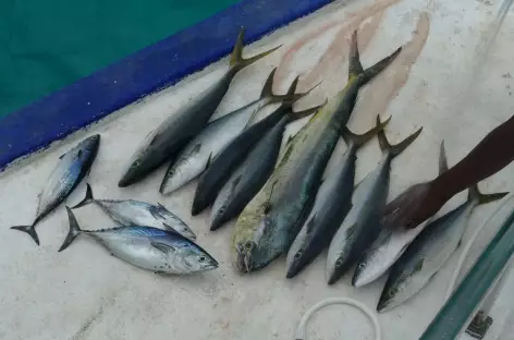 Pêche du jour - Maldives