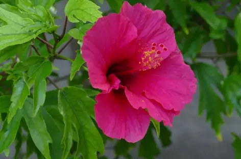 Fleur - Maldives