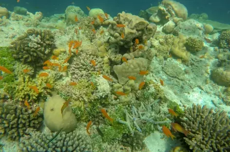 Coraux et poissons multicolores - Maldives