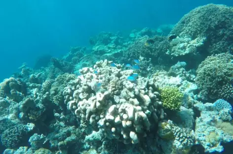 Banc de corail - Maldives