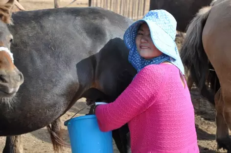 Traite du matin - Mongolie