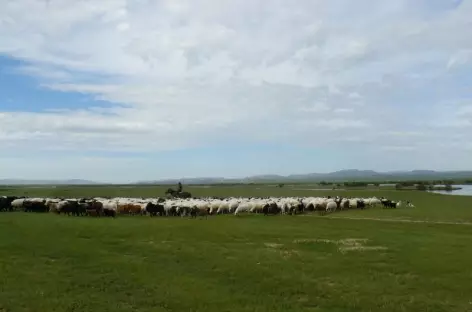 Troupeau de moutons - Mongolie